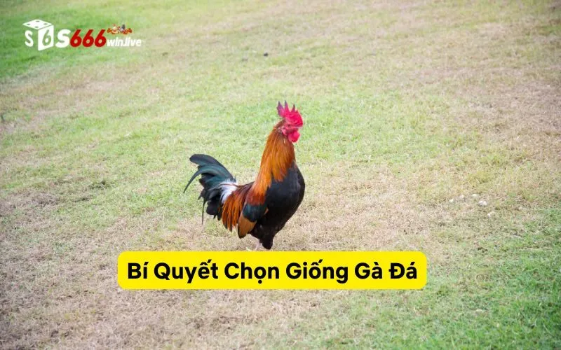 Bí Quyết Chọn Giống Gà Đá