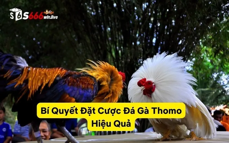 Bí Quyết Đặt Cược Đá Gà Thomo Hiệu Quả