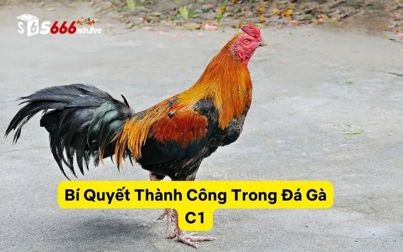 Bí Quyết Thành Công Trong Đá Gà C1