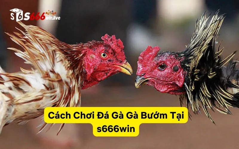 Cách Chơi Đá Gà Gà Bướm Tại s666win