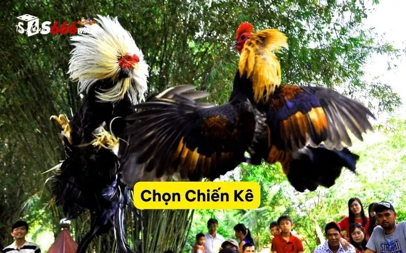 Chọn Chiến Kê