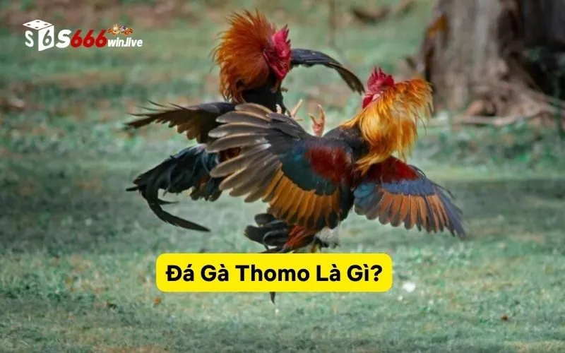 Đá Gà Thomo Là Gì?