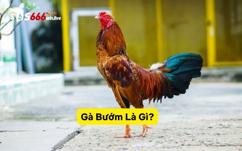 Gà Bướm Là Gì?