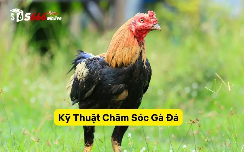 Kỹ Thuật Chăm Sóc Gà Đá