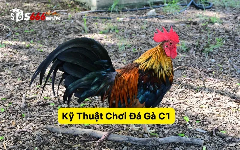 Kỹ Thuật Chơi Đá Gà C1