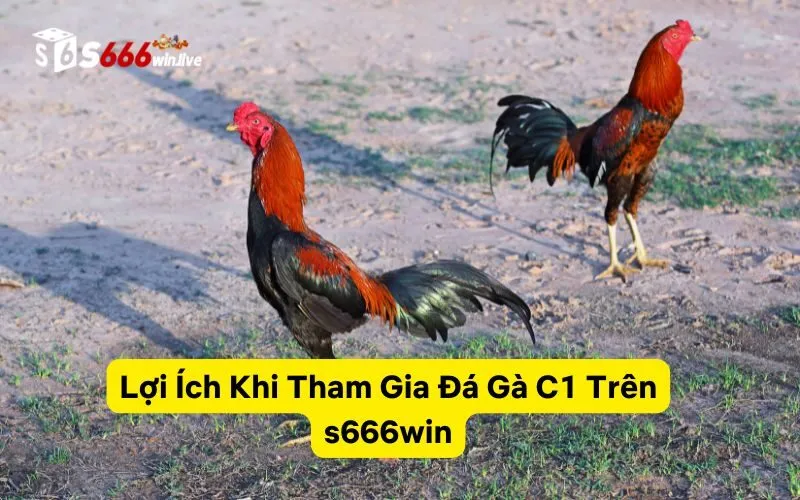 Lợi Ích Khi Tham Gia Đá Gà C1 Trên s666win