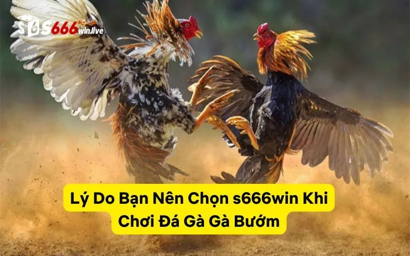 Lý Do Bạn Nên Chọn s666win Khi Chơi Đá Gà Gà Bướm